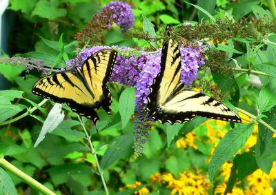 Butterfly Sharing 
