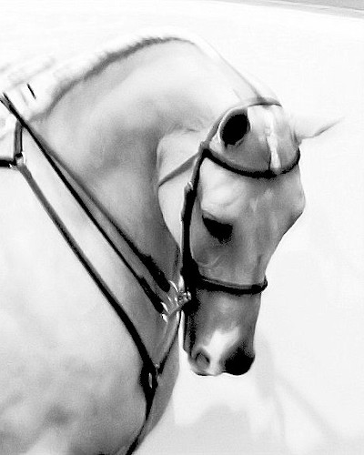 Proud and Majestic Arabian