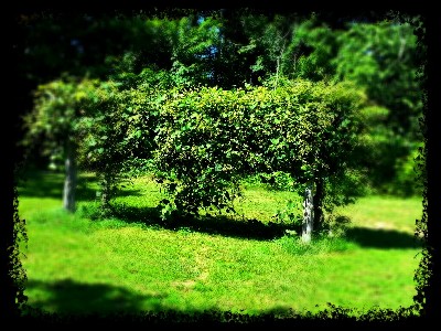 Grape Vine