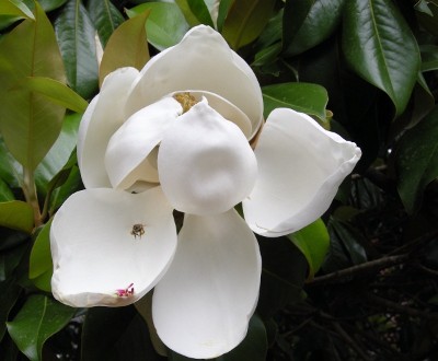 Bee Magnolia